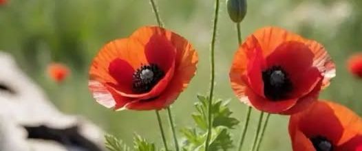 J'aime les coquelicots