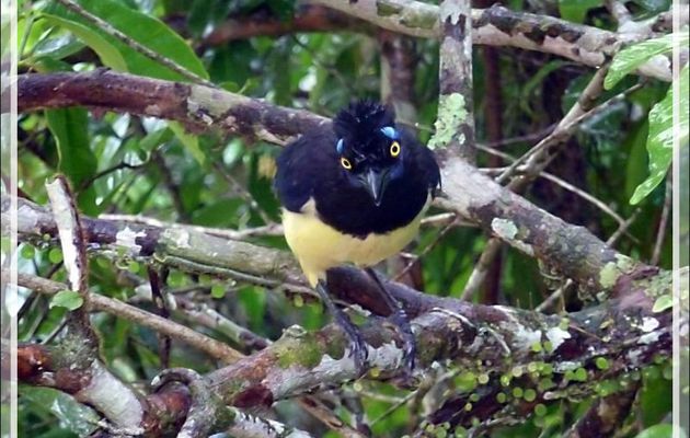 Geai acahé, Plush-crested jay, Urraca común (Cyanocorax chrysops) -  Puerto Iguazu - Argentine