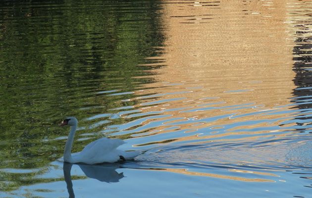 Cygne et reflets