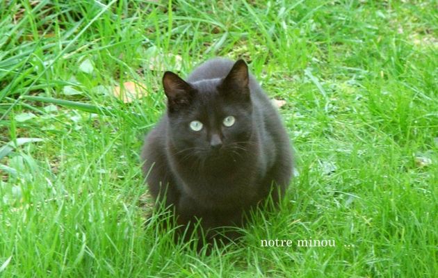 Notre Minou noir !