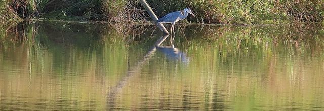 un héron et des reflets