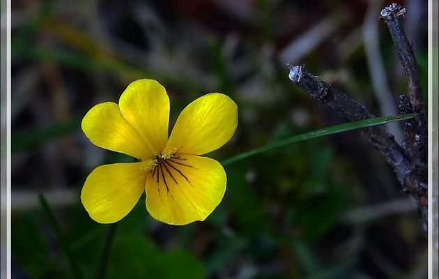 Deux violettes jaunes différentes : Viola maculata  et Viola reichei - Estancia Cristina - Lago Argentino - Patagonie - Argentine