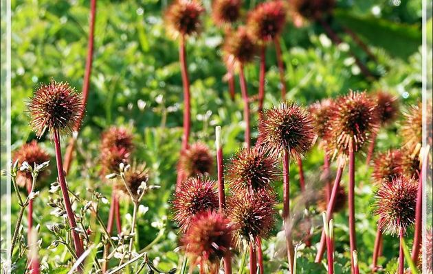 Cette "fleur" est apparemment LA plante de cette région : Lampourde Magellan (Acaena magellanica) - Grytviken - Géorgie du Sud