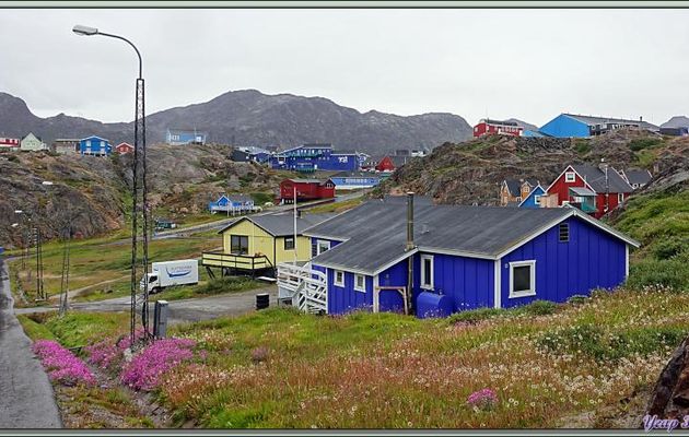 Dans les rues de Sisimiut, la fleur emblème du Groenland, la superbe Épilobe à feuilles larges, Broad-leaf fireweed (Chamerion latifolium)