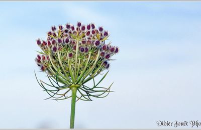 Carotte Sauvage (5) - Daucus carota