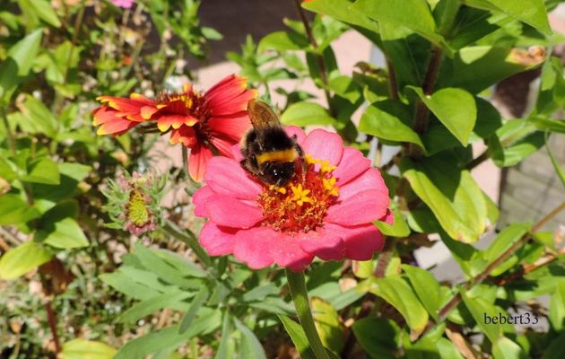 mon bourdon sur une fleur ! 