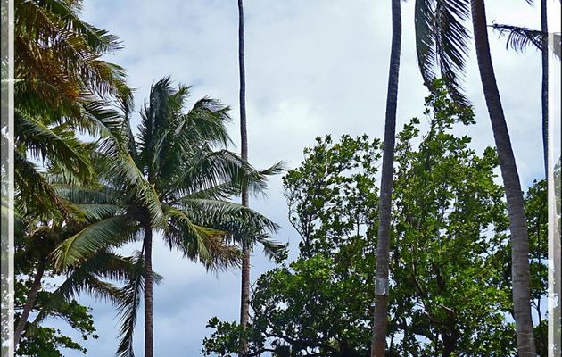 Trés grand cocotier ou petite dame ? - Raiatea - Polynésie française