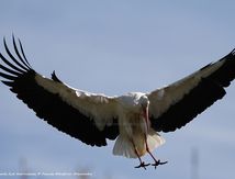 Cigogne blanche