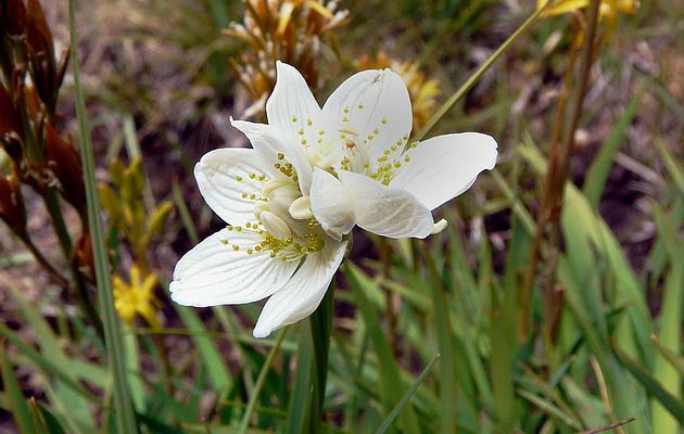 Flore des Pyrénées (Images de mon ancien blog, année 2008)