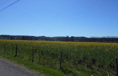 Envie irresistible de balade sous le soleil
