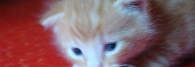 Cannelle..