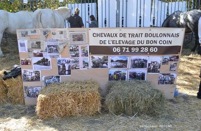 Rambouillet : La Saint Lubin - les 15ème Comices agricoles : Chevaux de trait