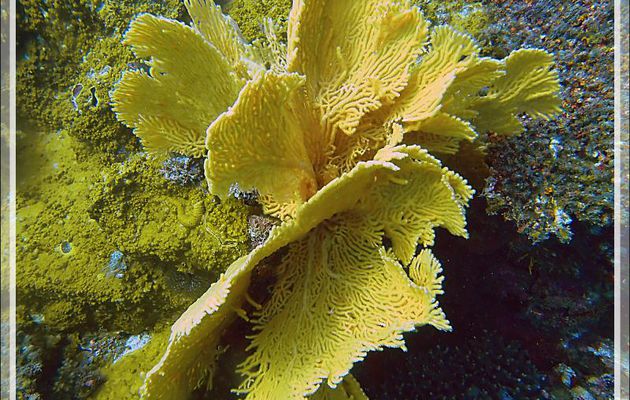 Gorgone géante, Gorgone éventail, Giant sea fan, Gorgonian fan (Annella mollis) - Spot Sugar Man - Tsarabanjina - Mitsio - Madagascar