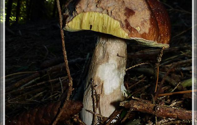 Et hop, dans le panier, avec ses copains les cèpes.... avant de finir dans la poêle de ce midi - Milhas - 31