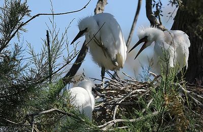 Aigrette garzette          