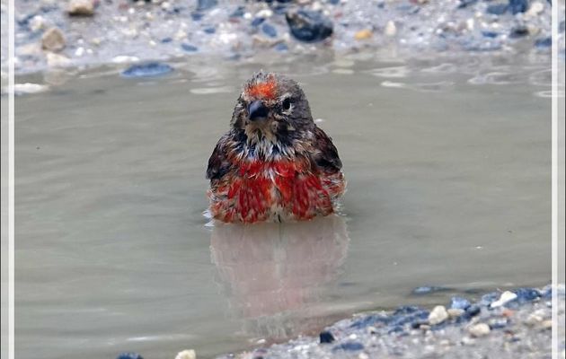 Le bain de la Linotte mélodieuse mâle, Common Linnet (Linaria cannabina) - La Couarde-sur-Mer - Île de Ré - 17