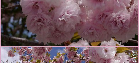 Couleurs de Printemps !