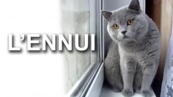Certains s'ennuient en permanence !