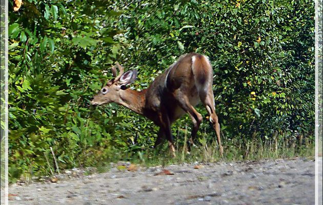 Cerf de Virginie ou Chrevreuil (Odocoileus virginianus) - Vers le Lac Venne - Duhamel - Outaouais - Québec - Canada