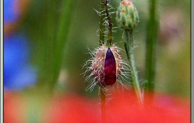 Mort-née : pauvre p'tit' fleur de coqu'licot ... 