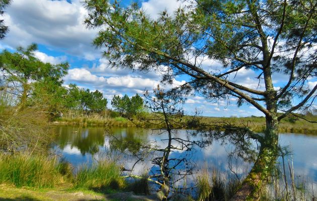 paysage reflets