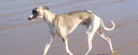 Le roi de la plage...