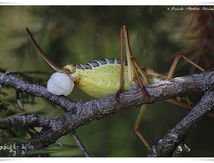 Ephippiger ephippiger ♀ - Ephippigère des vignes