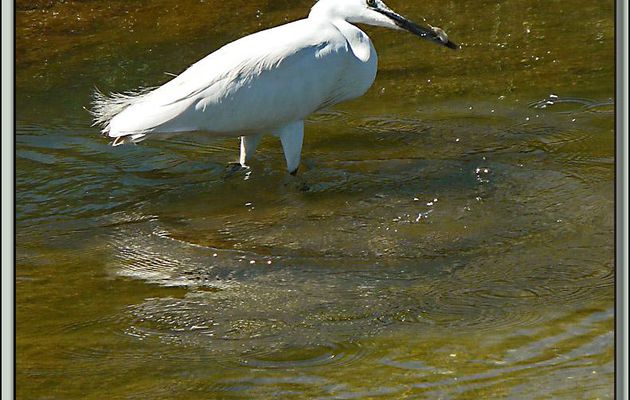 Bonne pioche pour l'Aigrette garzette (Egretta garzetta) - La Couarde-sur-Mer - Ile de Ré - 17