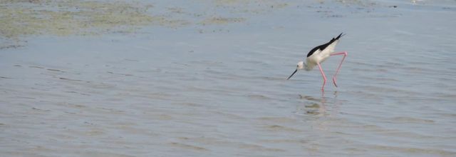 Avocettes , Aigettes , échasse et héron à Oléron (17)