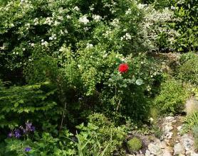 Le rosier liane de mon jardin