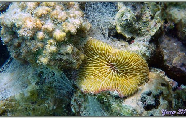 Corail champignon (Fungia fungites) - Praslin - Seychelles
