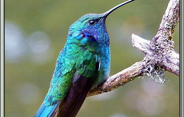 Images du Costa Rica transférées depuis mon ancien blog
