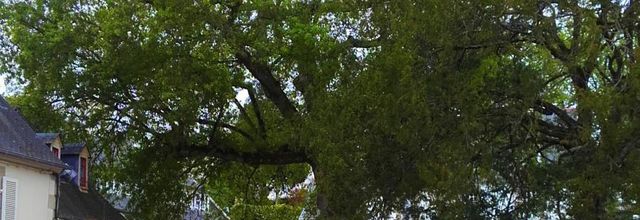 nos   amis arbres cet été 