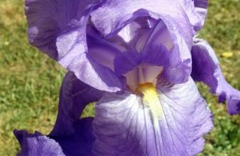 L'Iris