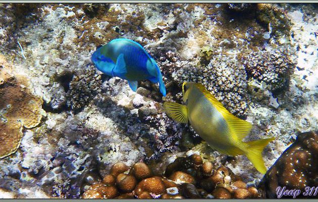 Poisson-lapin tacheté (Siganus corallinus) en compagnie d'un Poisson-perroquet grand bleu (Chlorurus strongylocephalus) - Anse Takamaka - Mahé - Seychelles