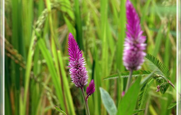 Célosie argentée (Celosia argentea) dans une rizière de plein champ (non irriguée) - Nosy Sakatia - Madagascar