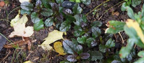Ajuga