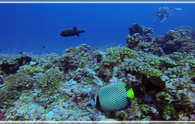 Poisson-ange empereur, Emperor angelfish (Pomacanthus imperator) et ... Antoine  - Tumakohua (passe sud) - Atoll de Fakarava - Tuamotu - Polynésie française