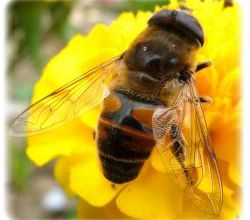 Eristalis tenax, l'éristale gluante