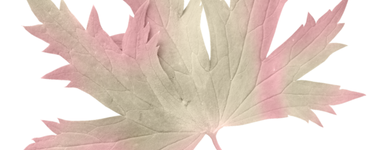 Ѽ Vegetation