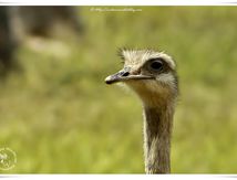 Nandou de Darwin - Rhea pennata - Lesser Rhea