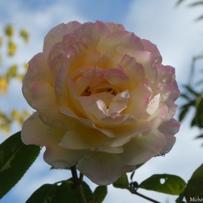 HOMMAGE A FLORENCE....