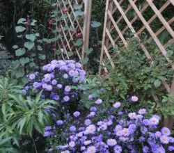 les asters : comment les accompagner ?