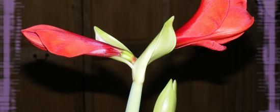 Amaryllis