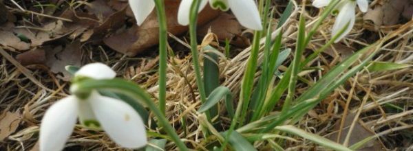 premières fleurettes