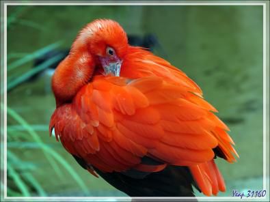 Ibis rouge, Scarlet ibis (Eudocimus ruber) - Parque das Aves - Foz do Iguaçu - Brésil