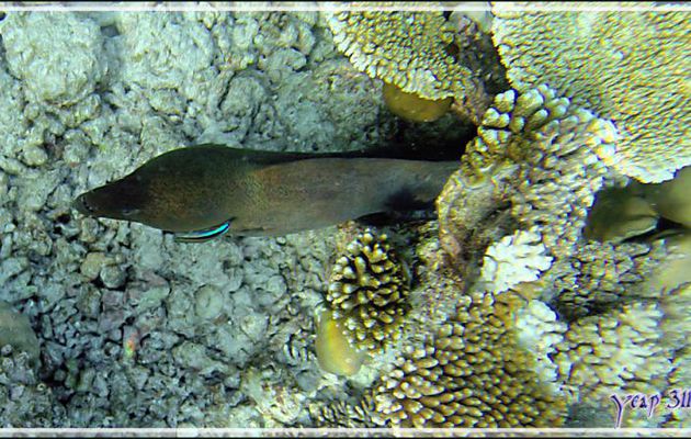 Murène de Java "gueule cassée" et Labre nettoyeur - Snorkeling à Thudufushi - Atoll d'Ari - Maldives