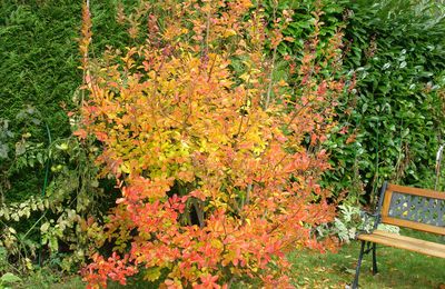 Bel automne...