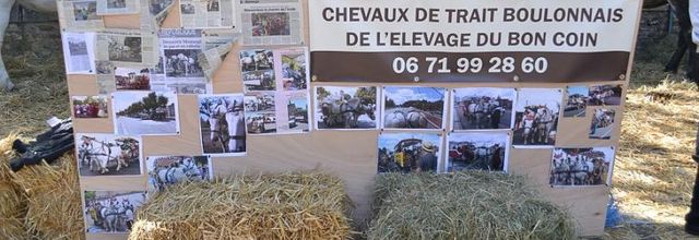 Rambouillet : La Saint Lubin - les 15ème Comices agricoles : Chevaux de trait