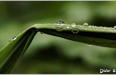 Goutte d'eau (4)